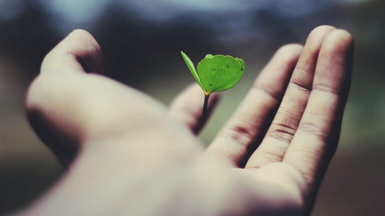 Green leafy plant above a person’s hand symbolizing personal growth