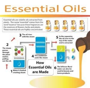 Essential oil bottles arranged with herbs, flowers, and other natural ingredients