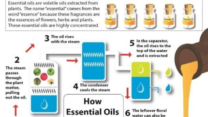 Essential Oils 1