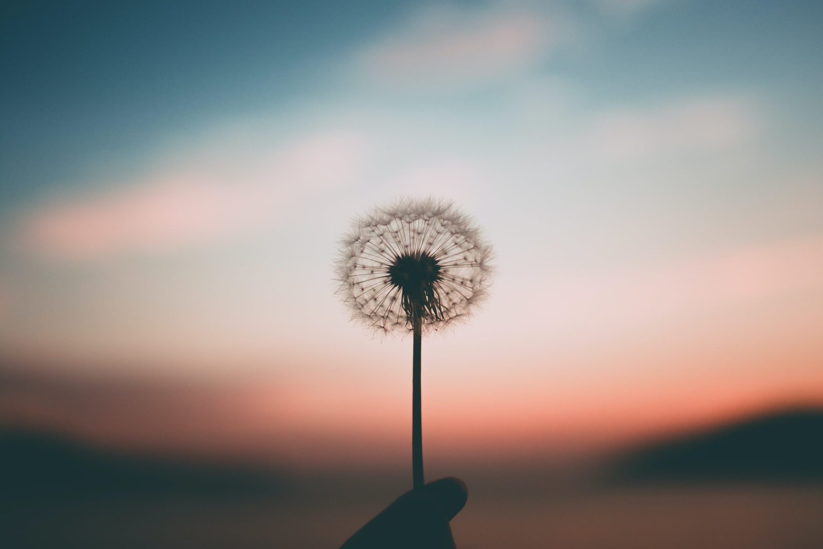 Dandilion at sunset
